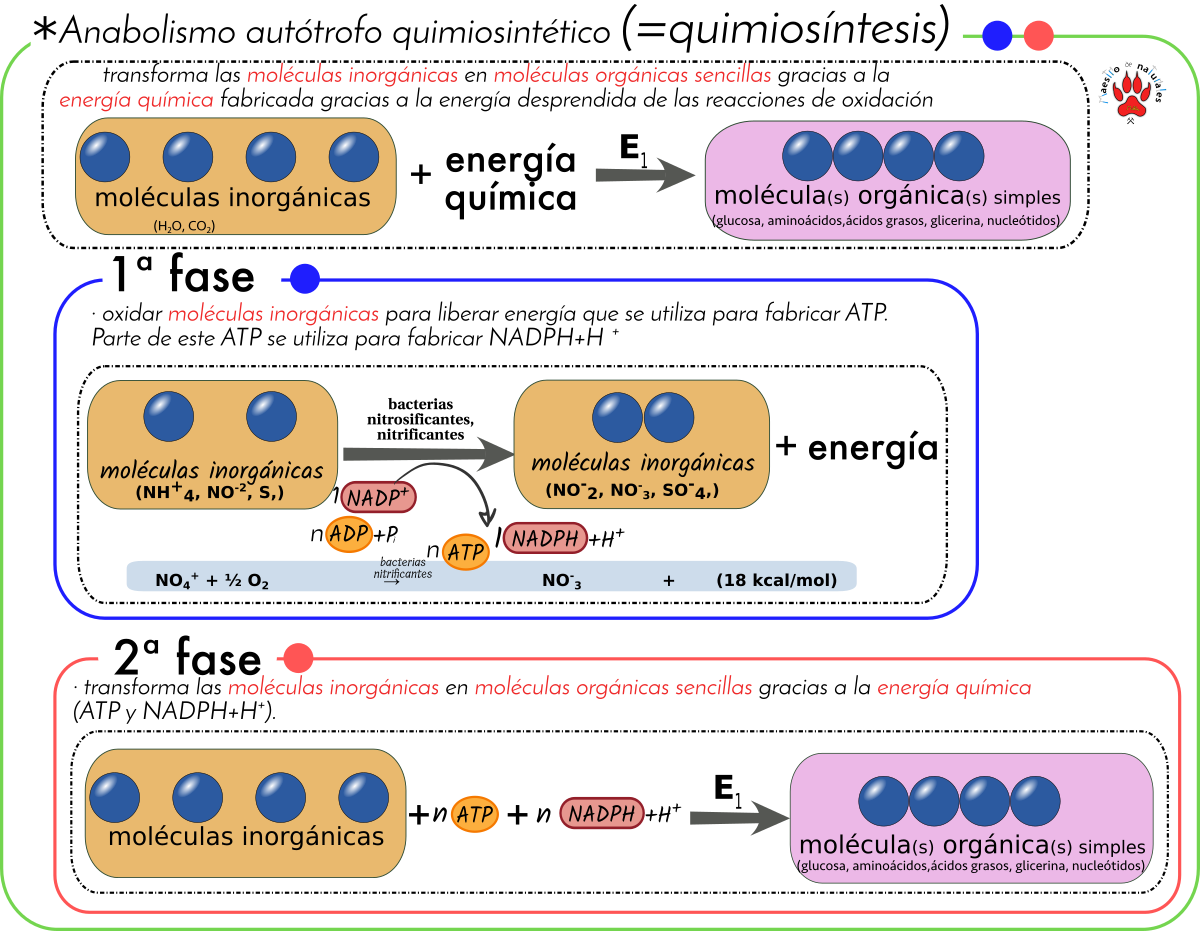 Tema 11.3 Quimiosíntesis